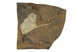 Paleocene Fossil Ginkgo Leaf - North Dakota #271063-1